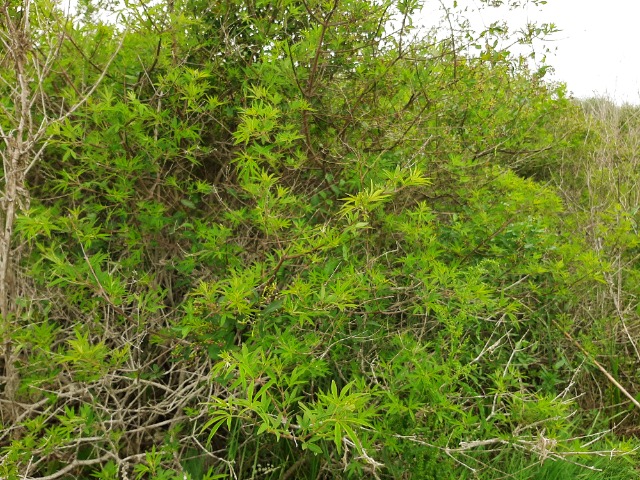 Vitex agnus-castus