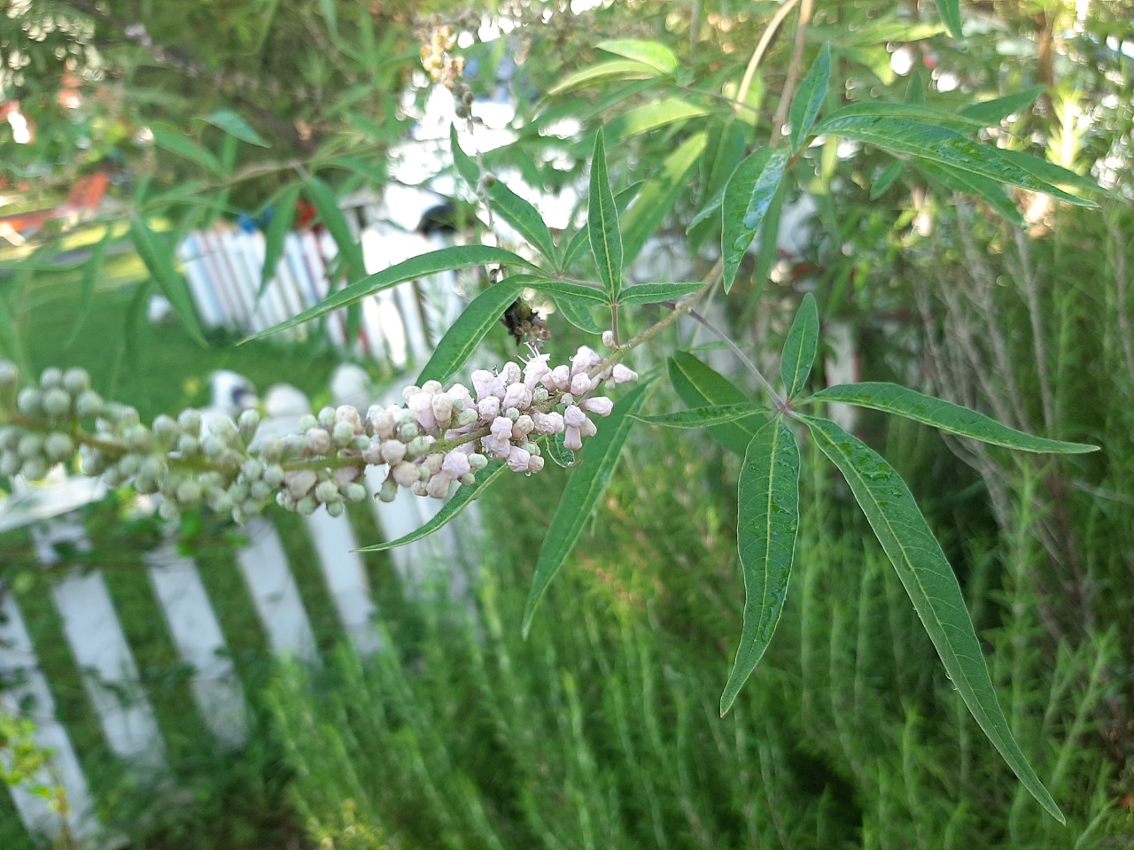 Vitex agnus-castus