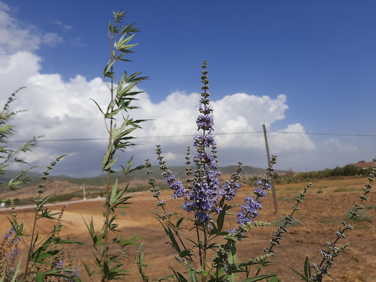 Vitex agnus-castus