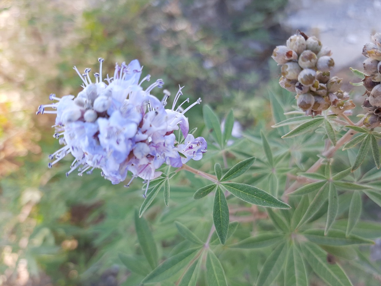 Vitex agnus-castus