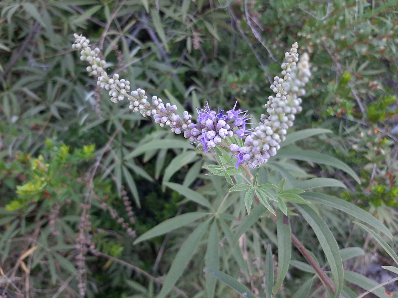 Vitex agnus-castus