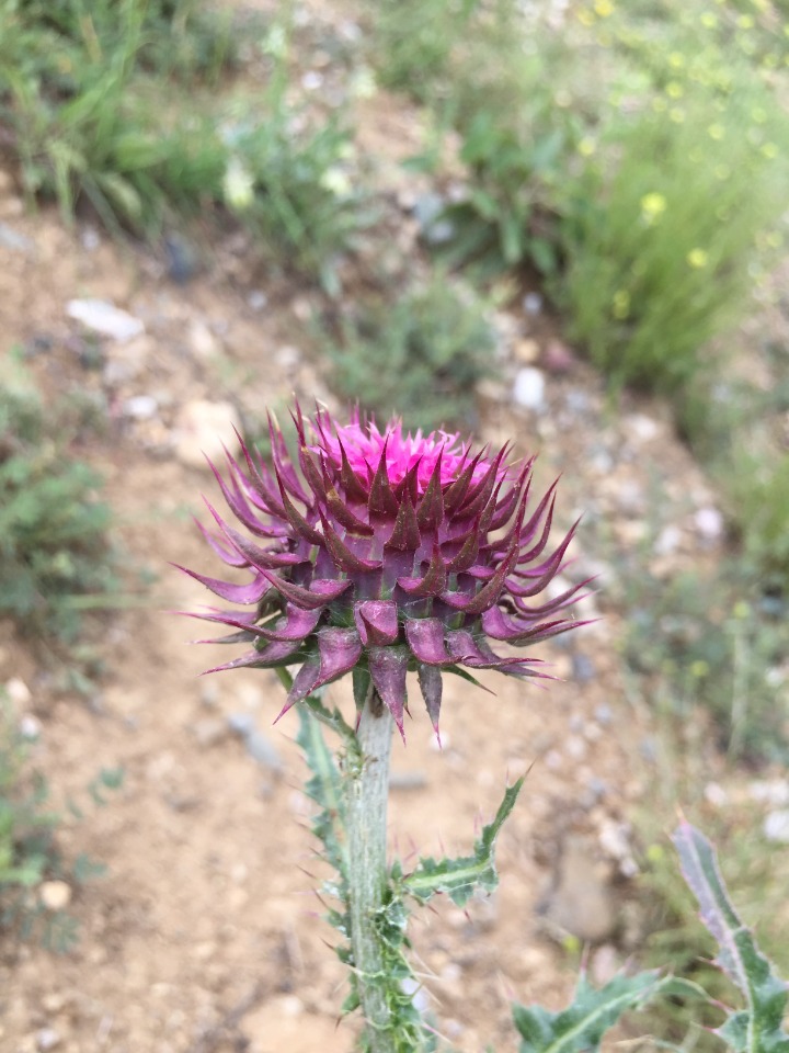 Carduus nutans