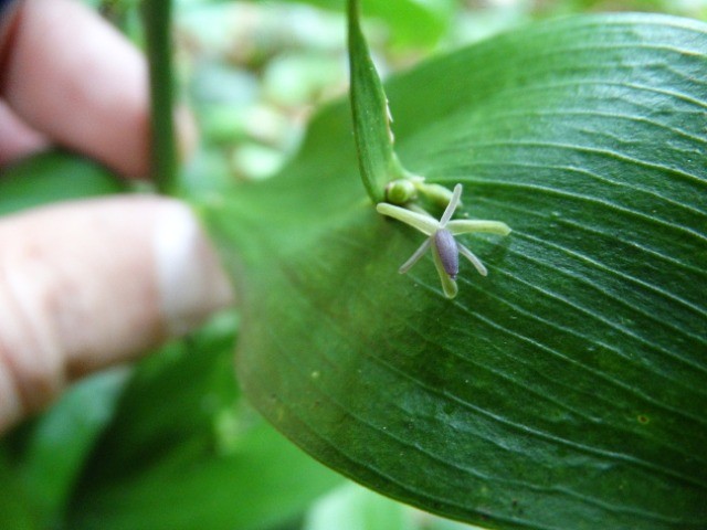 Ruscus hypoglossum