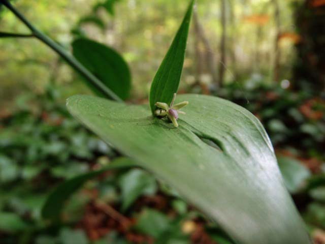 Ruscus hypoglossum