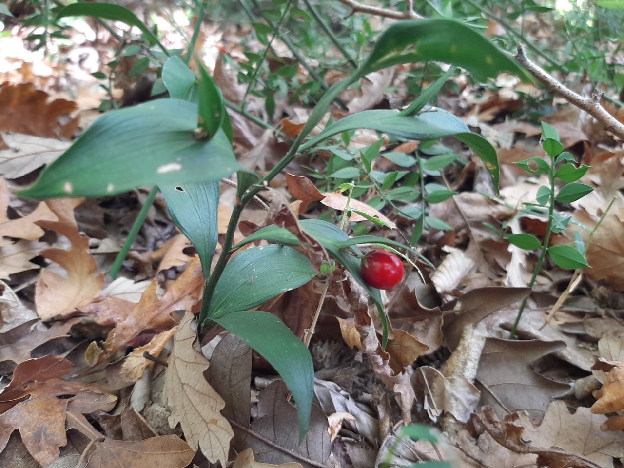 Ruscus hypoglossum