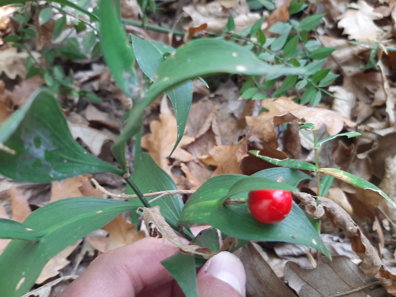 Ruscus hypoglossum