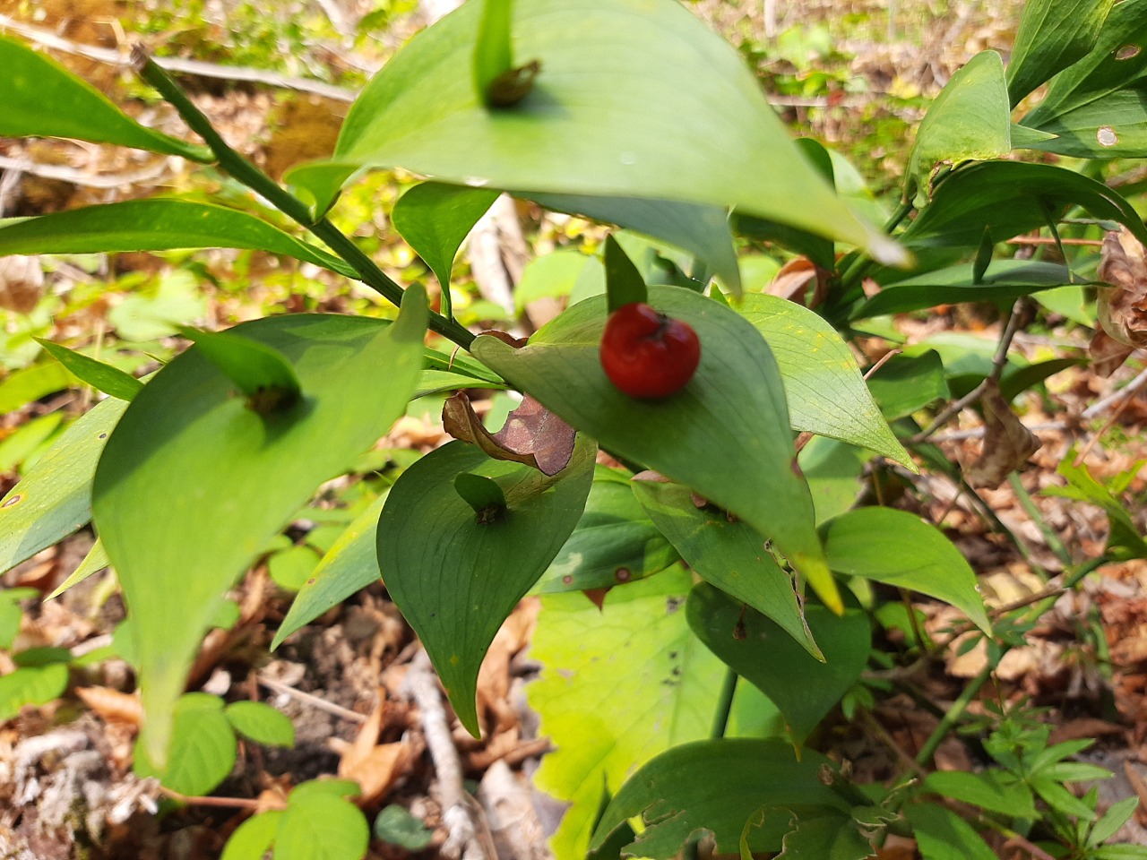 Ruscus hypoglossum