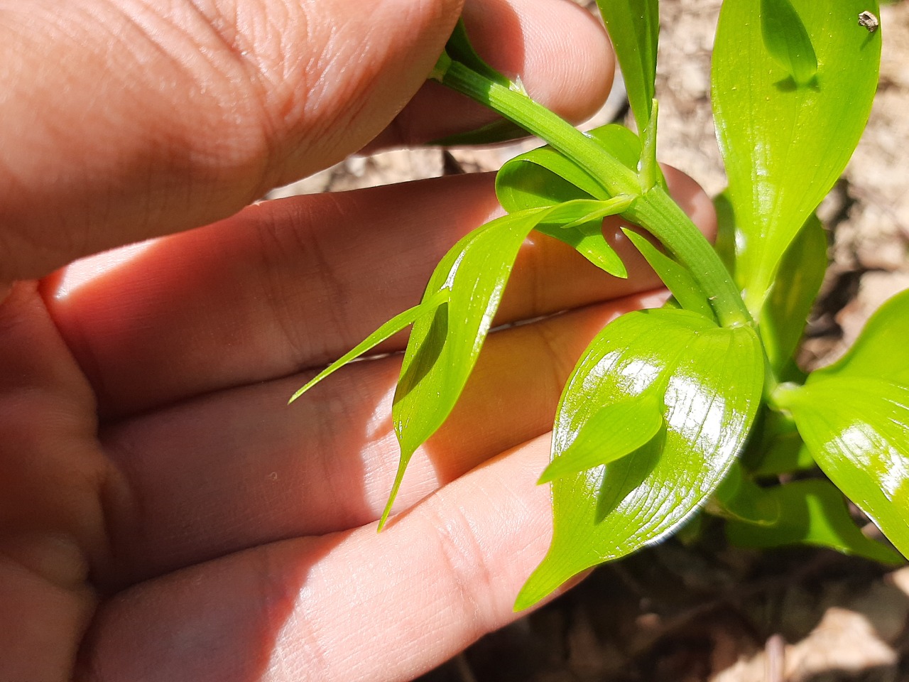 Ruscus hypoglossum