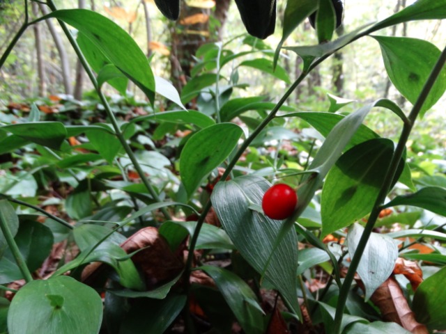 Ruscus hypoglossum