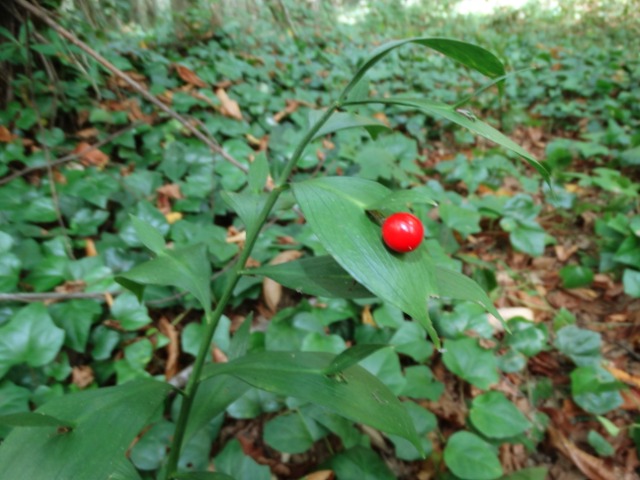 Ruscus hypoglossum