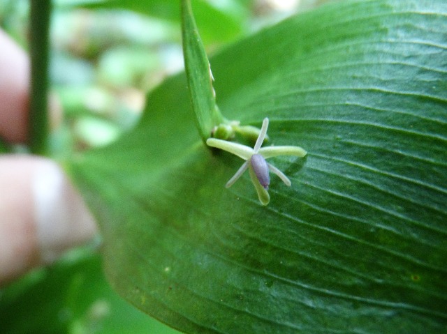 Ruscus hypoglossum