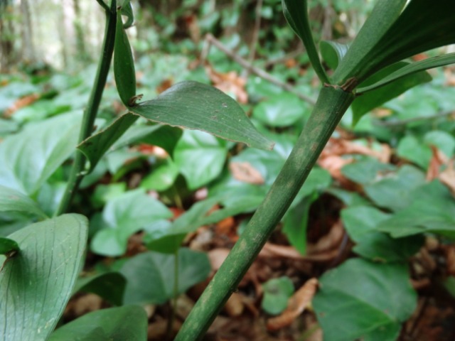 Ruscus hypoglossum