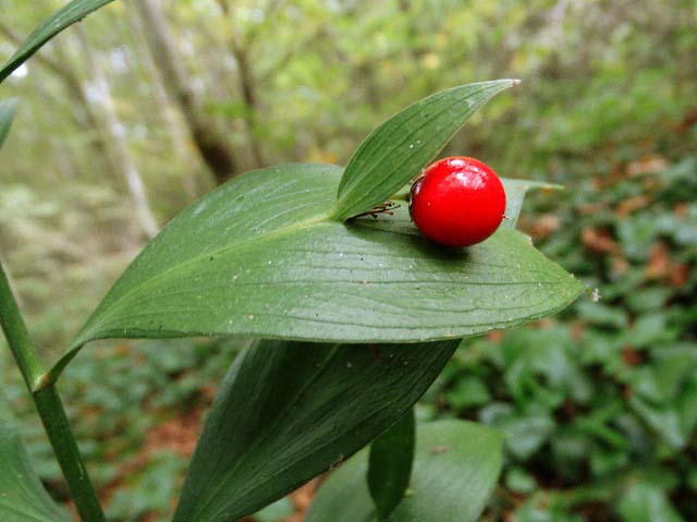 Ruscus hypoglossum
