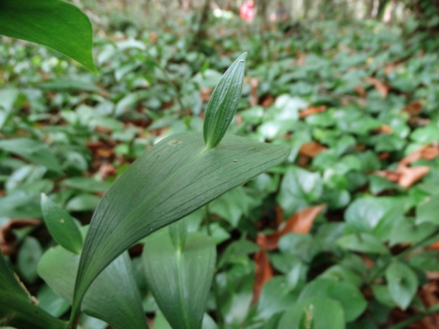 Ruscus hypoglossum