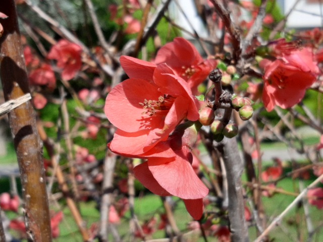 Chaenomeles japonica