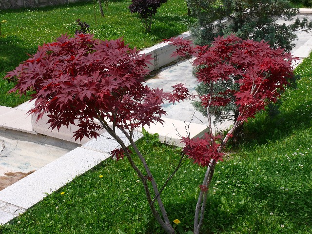 Acer palmatum