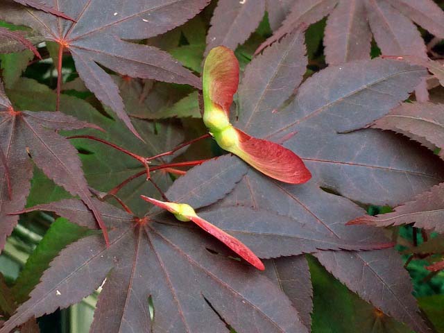 Acer palmatum