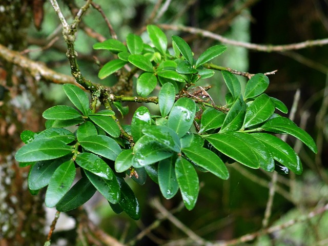 Buxus sempervirens