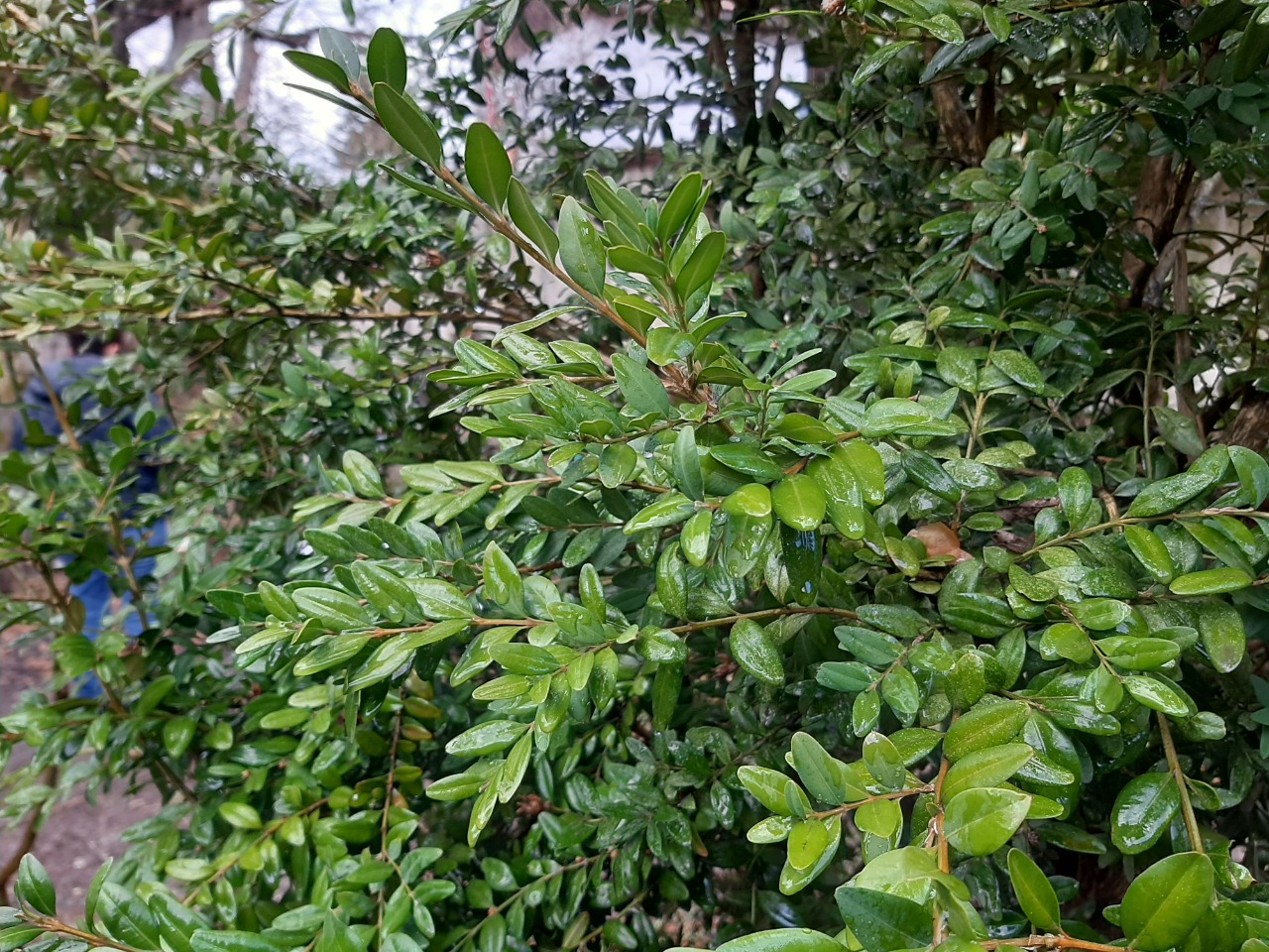 Buxus sempervirens
