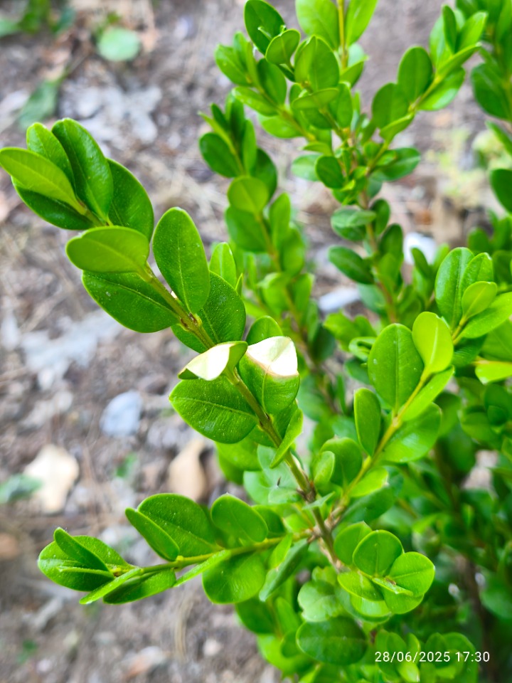 Buxus sempervirens