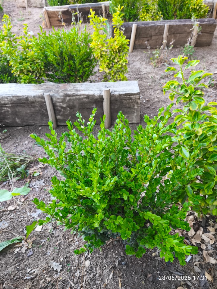 Buxus sempervirens
