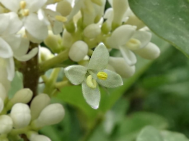 Ligustrum vulgare