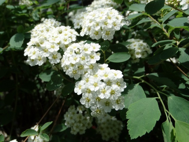 Spiraea sp.