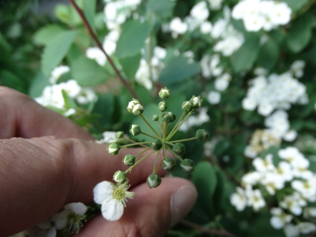 Spiraea sp.