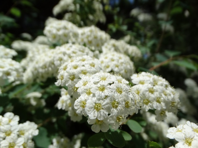 Spiraea sp.