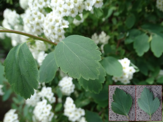 Spiraea sp.