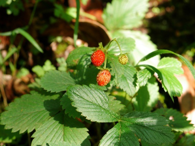 Fragaria vesca