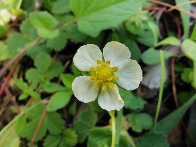 Fragaria vesca