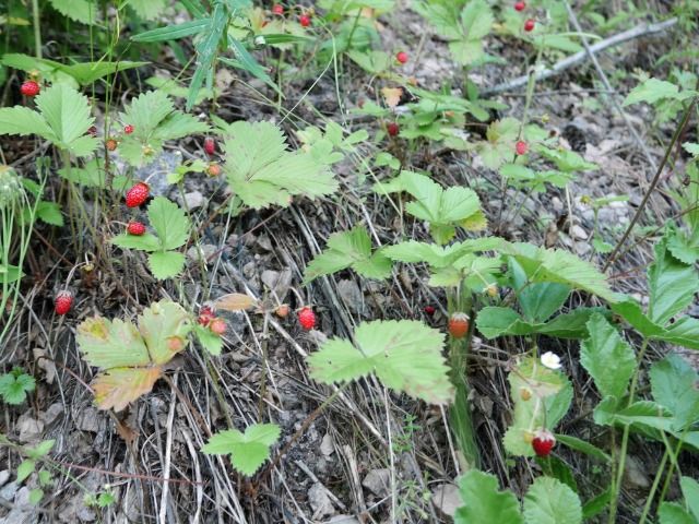 Fragaria vesca