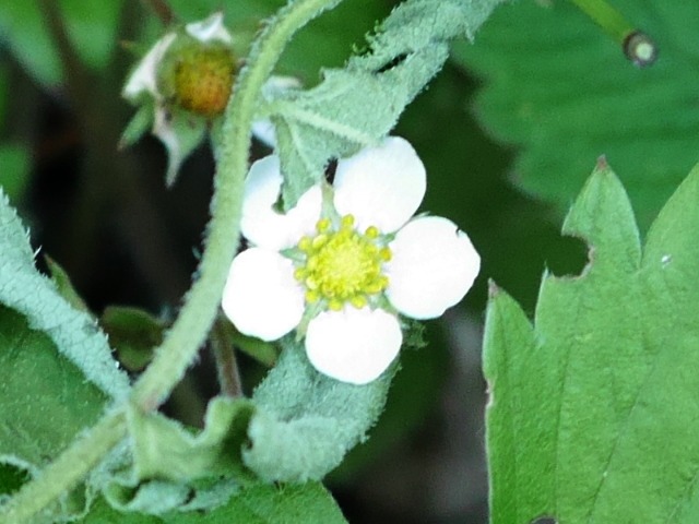 Fragaria vesca