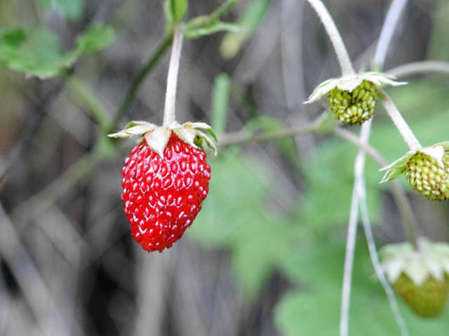 Fragaria vesca
