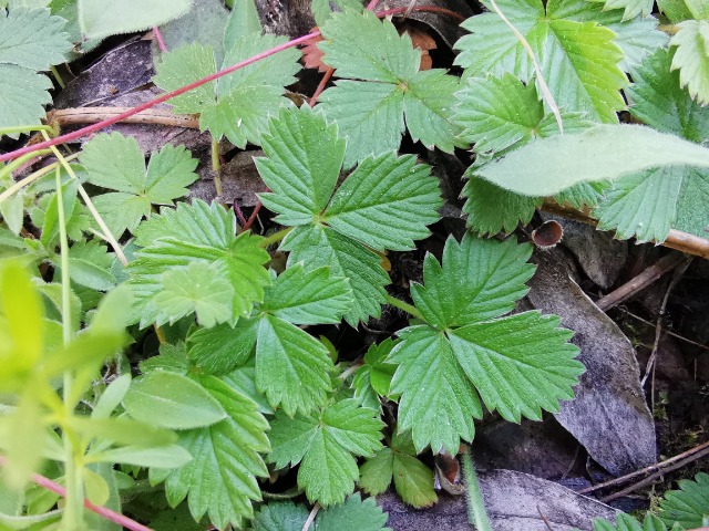 Fragaria vesca