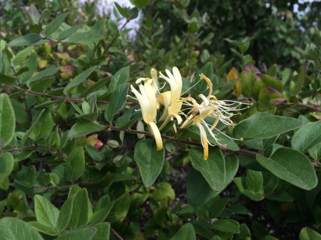 Lonicera sp.