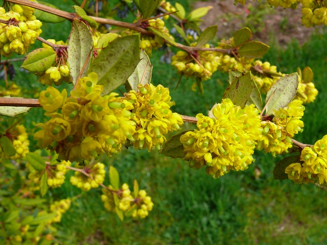 Berberis veitchii