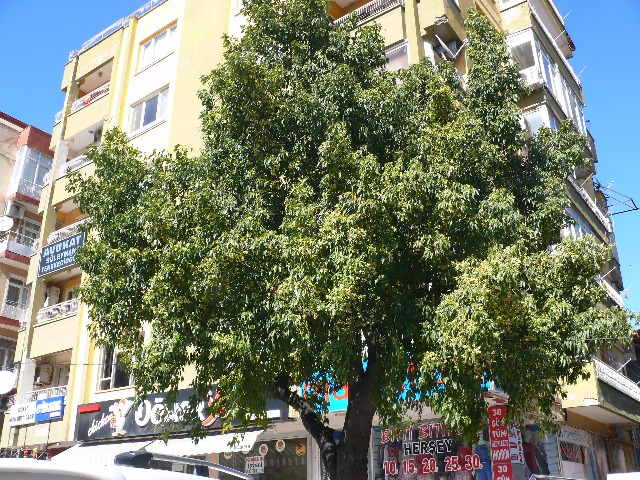 Brachychiton populneus