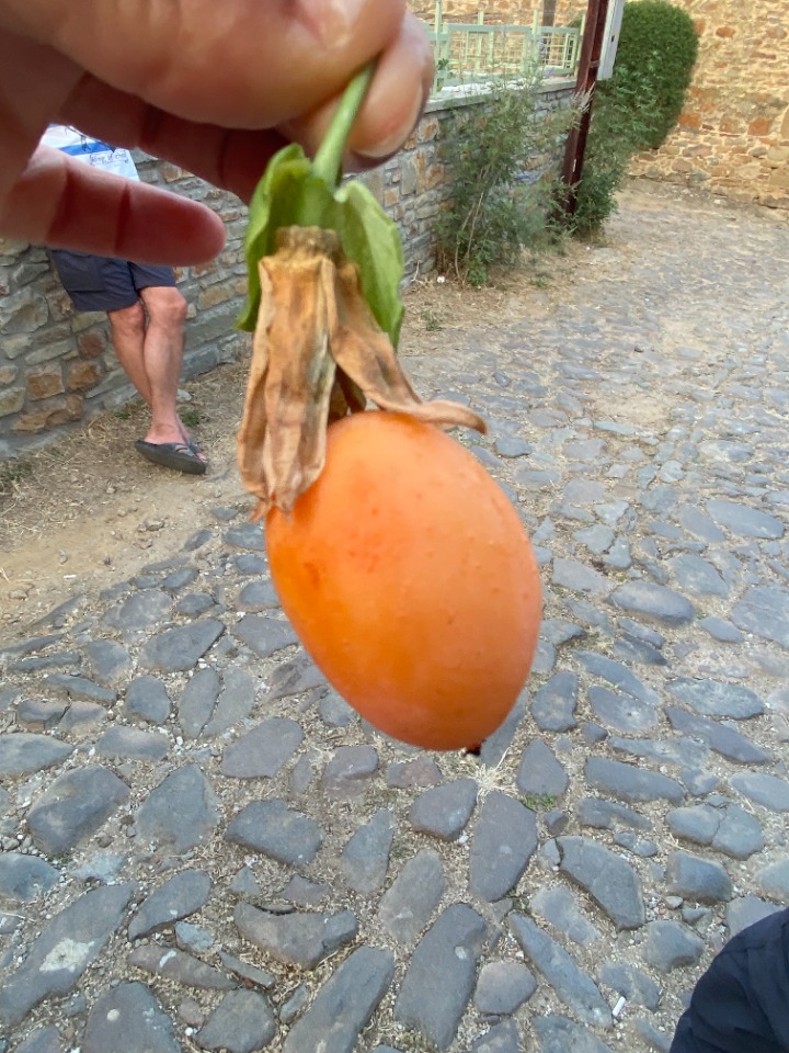 Passiflora caerulea