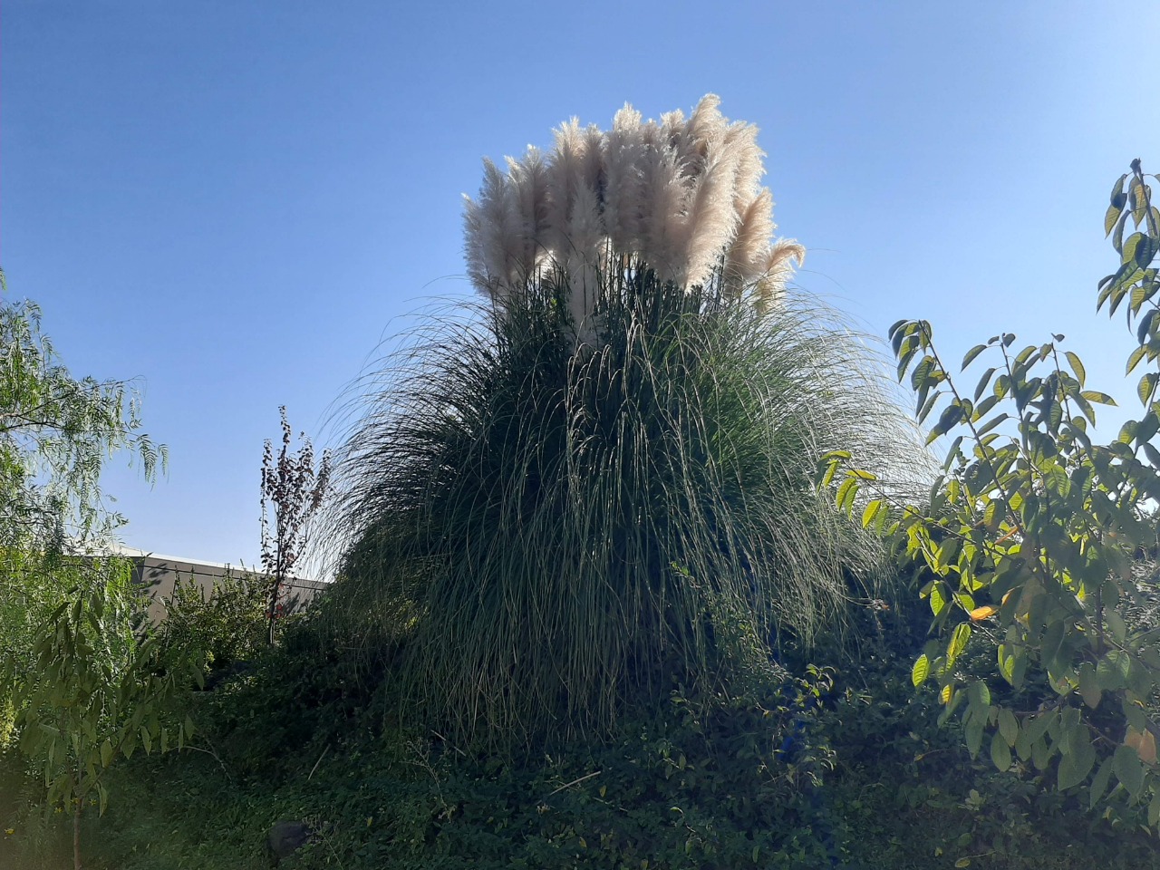 Cortaderia selloana