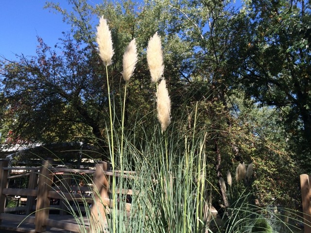 Cortaderia selloana