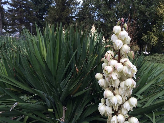 Yucca sp.