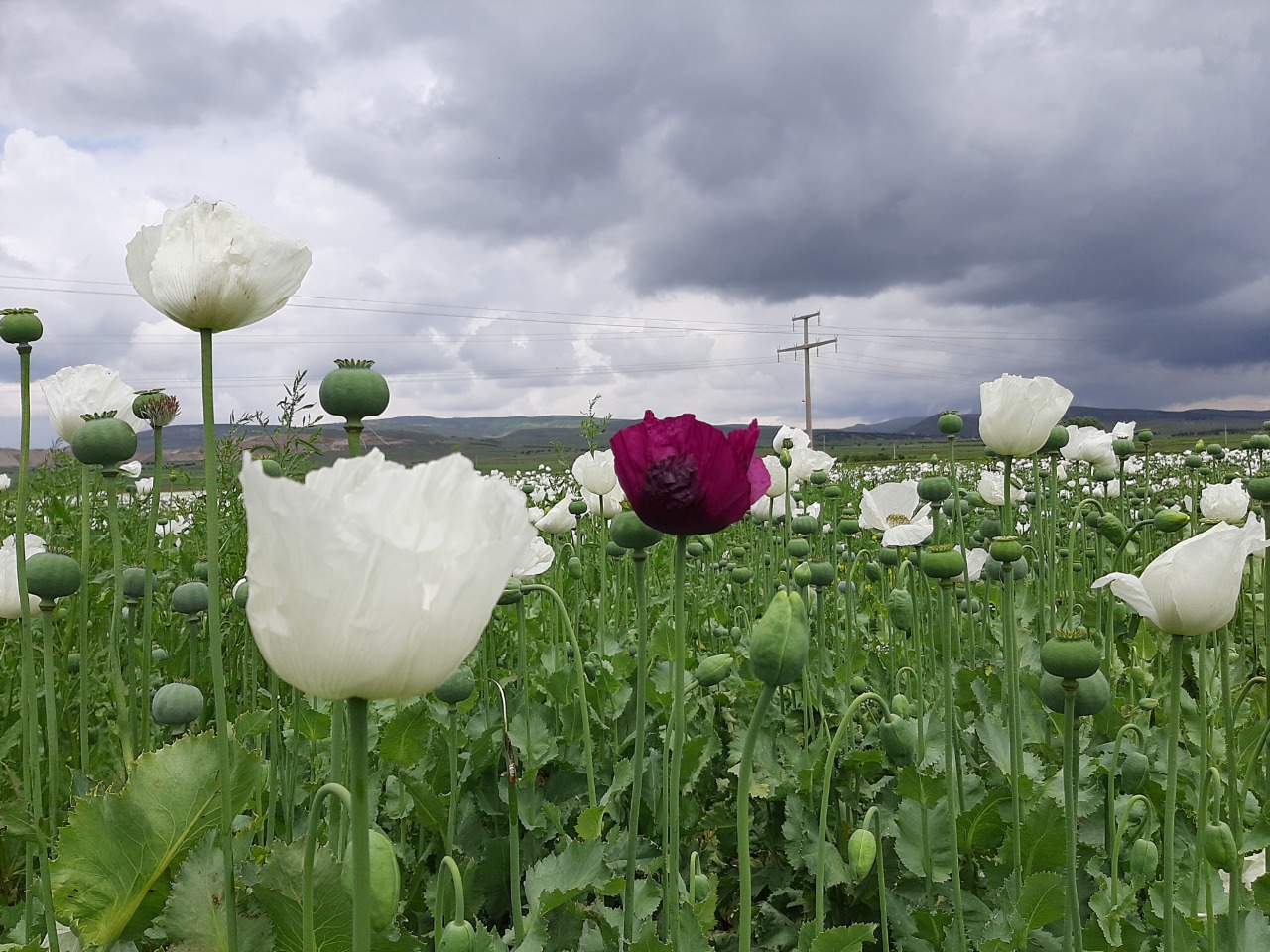 Papaver somniferum