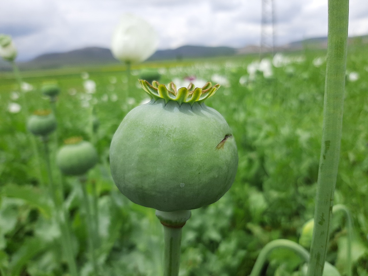 Papaver somniferum