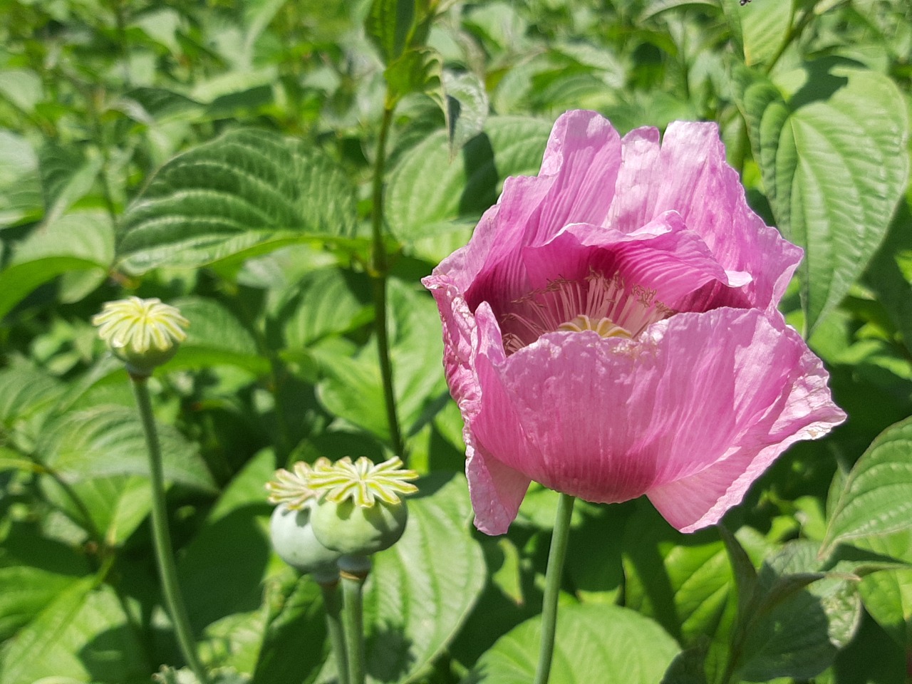 Papaver somniferum