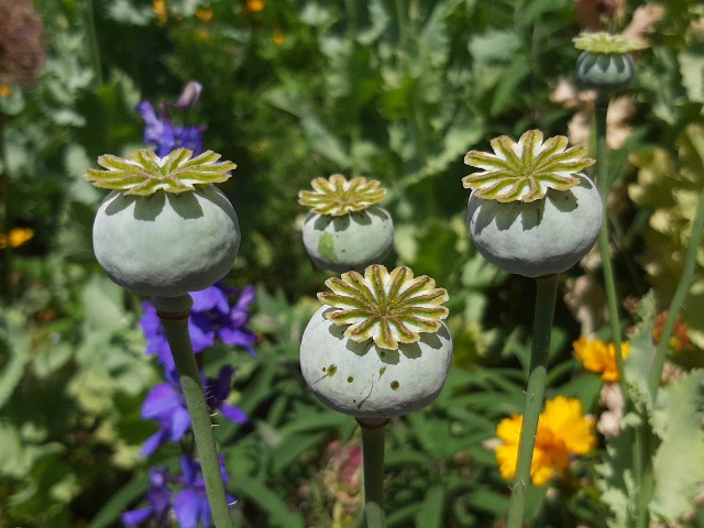 Papaver somniferum