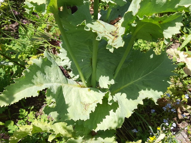 Papaver somniferum