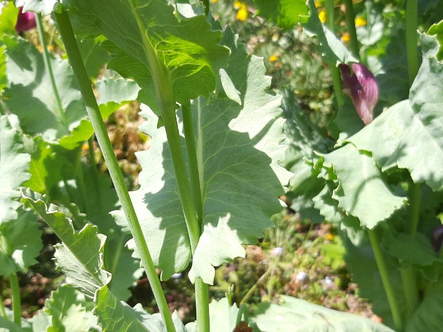 Papaver somniferum