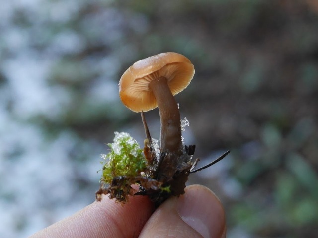 Galerina marginata